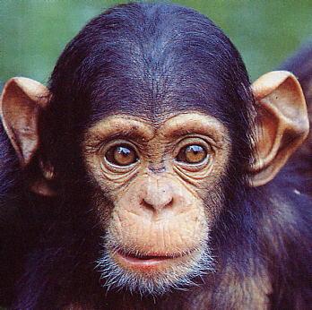                             singe